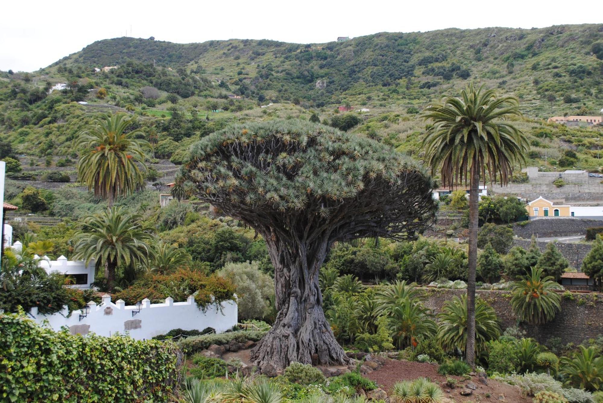 Finca Los Loros Icod De Los Vinos By Hrtenerife Net Santa Cruz de Tenerife Bagian luar foto